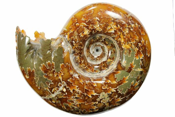 Polished, Agatized Ammonite (Cleoniceras) - Madagascar #110504